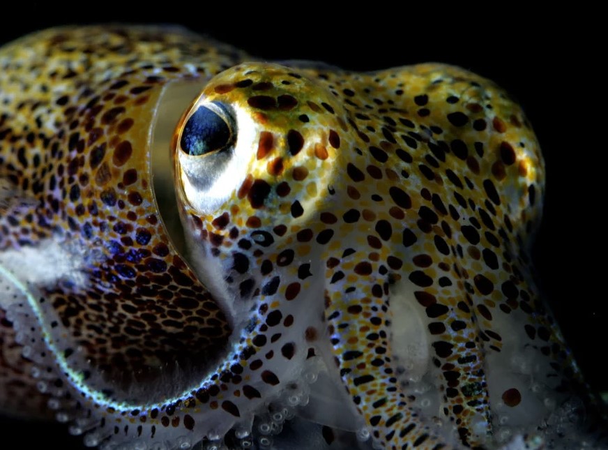 close up of a polka dotted hawaiian bobtail squid