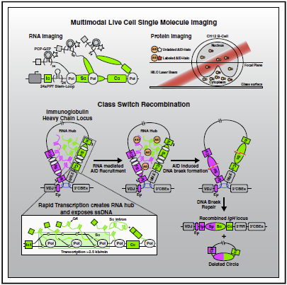 A graphical abstract of the paper published by MGI's Kefei Yu in Molecular Cell. 