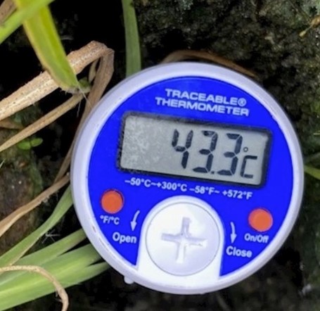  A blue thermometer stuck into the dirt reads 43.3 degrees Celsius. 