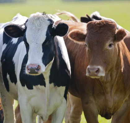 Cows, one black and white, one brown, stand next to each other. 