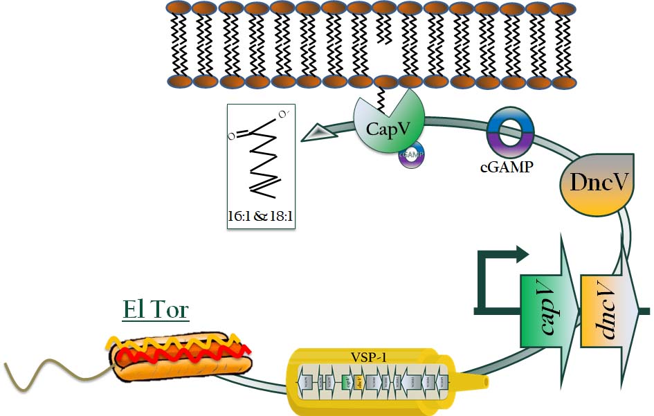 In this cartoon, El TorÂ&nbsp;V. choleraeÂ&nbsp;is represented by the hot dog, and its acquisition of two unique genomic islands, VSP-1 and VSP-2, by ketchup and mustard.Â&nbsp;dncVÂ&nbsp;andÂ&nbsp;capVÂ&nbsp;are both encoded in VSP-1