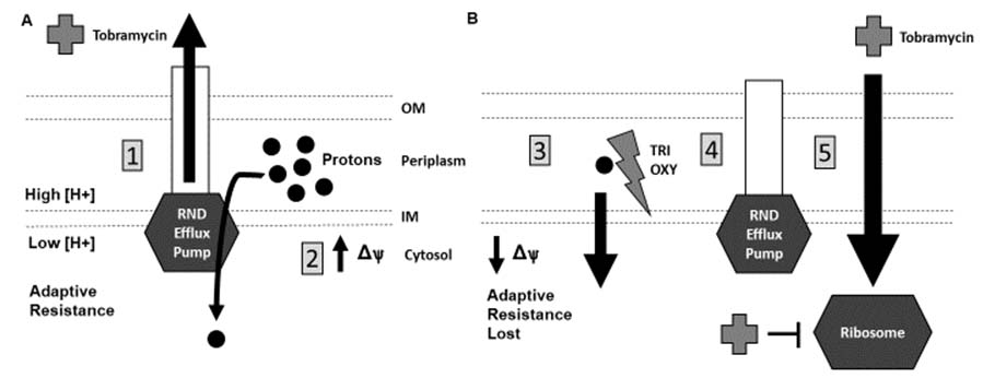 This cartoon depicts our model for how the protonophores, triclosan (TRI) and oxyclozanide (OXY) enhance tobramycin killing of biofilms by uncoupling the proton motive force to inhibit efflux pumps.