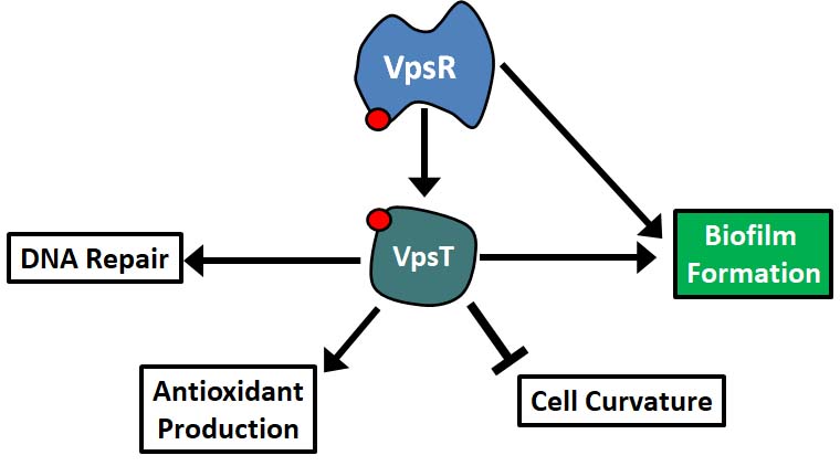 This cartoon shows a partial model of our understanding of c-di-GMP regulated phenotypes in V. cholerae